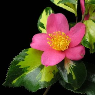 日系茶花 朝日之雪 花叶彩叶原生苗稀有珍稀花卉盆栽阳台绿植