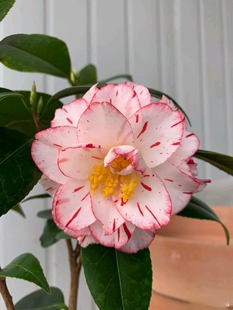 雅子茶花稀有名贵品种复色白底带红条花卉盆栽树苗室内外好养植物