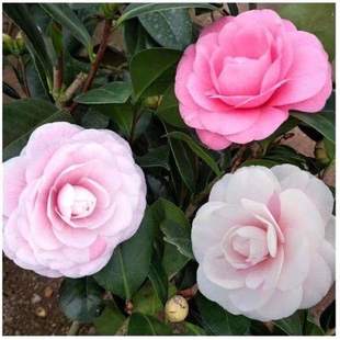 七仙女茶花花卉盆栽一树多色品种四季常绿阳台庭院绿植产地直销