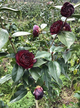 墨川超 级墨川双墨茶花树苗盆栽名贵品种开黑色花阳台龙岩花卉