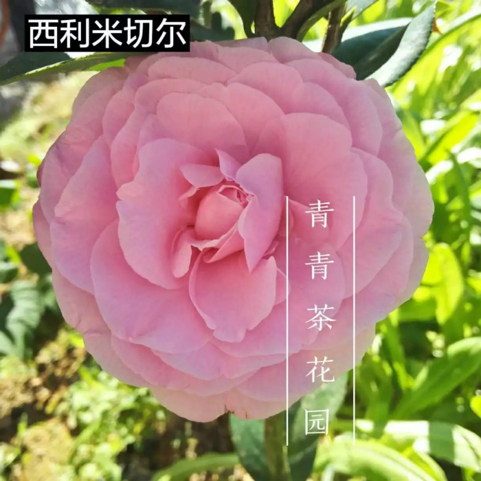 西利米切尔进口山茶花苗 室内外盆栽办公室客厅庭院花卉绿植包邮