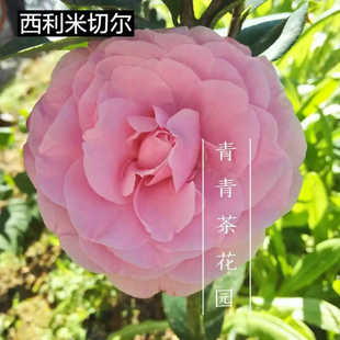 西利米切尔进口山茶花苗 室内外盆栽办公室客厅庭院花卉绿植包邮