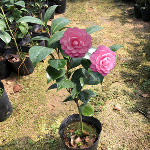 碟醉茶花粉红色带白色斑高雅伊丽莎白花织女茶花热卖包邮