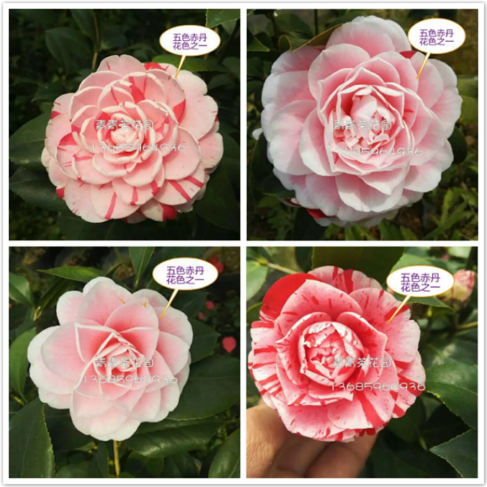 茶花品种盆栽五色赤丹包邮