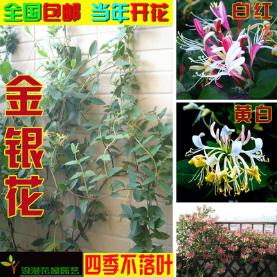 金银花树苗四季爬藤植物