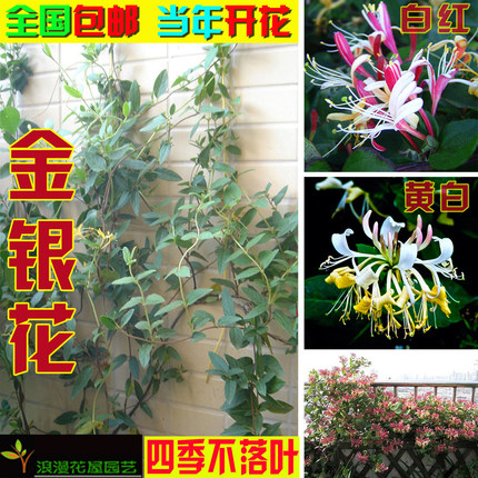 爬藤植物 黄白 白红金银花树苗花卉  鸳鸯藤 四季不掉叶常青