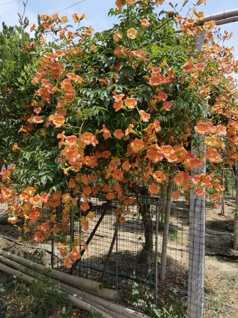爬藤植物倒挂金钟垂枝凌霄花苗阳