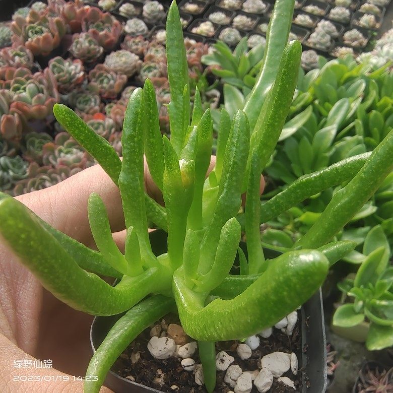 红妖舌叶花属番杏绿野仙踪多肉植物春季秋季冬季阳台庭院园艺办公