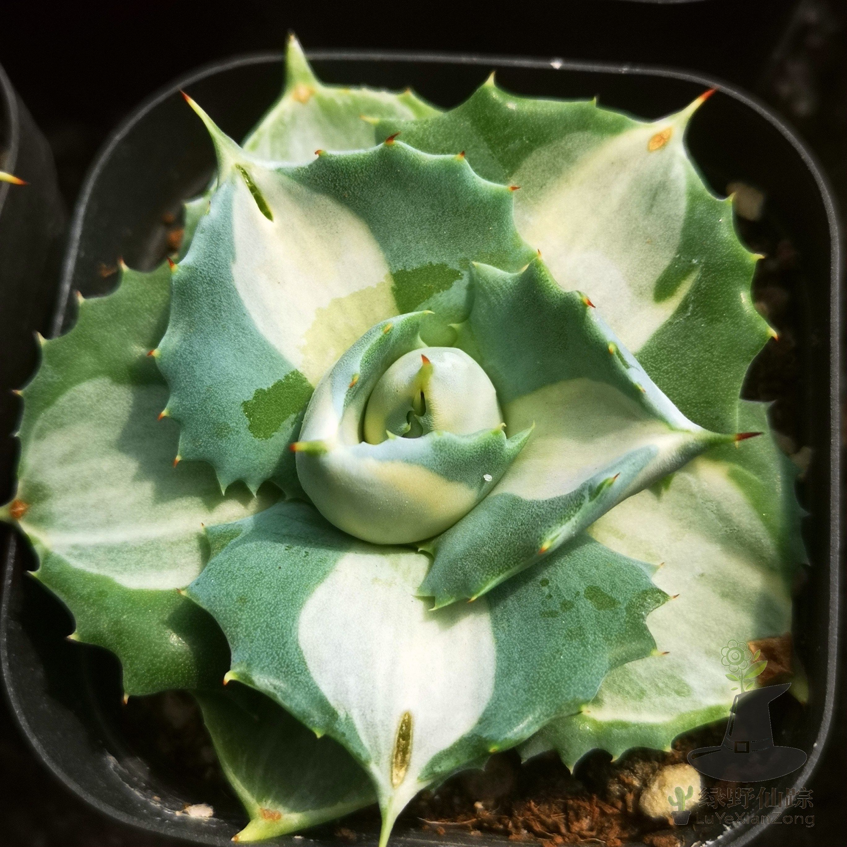 王妃雷神白中斑绿野仙踪多肉植物秋季冬季阳台庭院庭办公绿植园艺,鲜花速递/花卉仿真/绿植园艺,多肉植物,淘宝优惠券,粉丝福利购,淘宝优惠卷