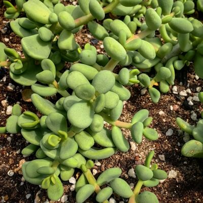 延寿城块根块茎绿野仙踪山东多肉植物奇趣园艺绿植抗逆