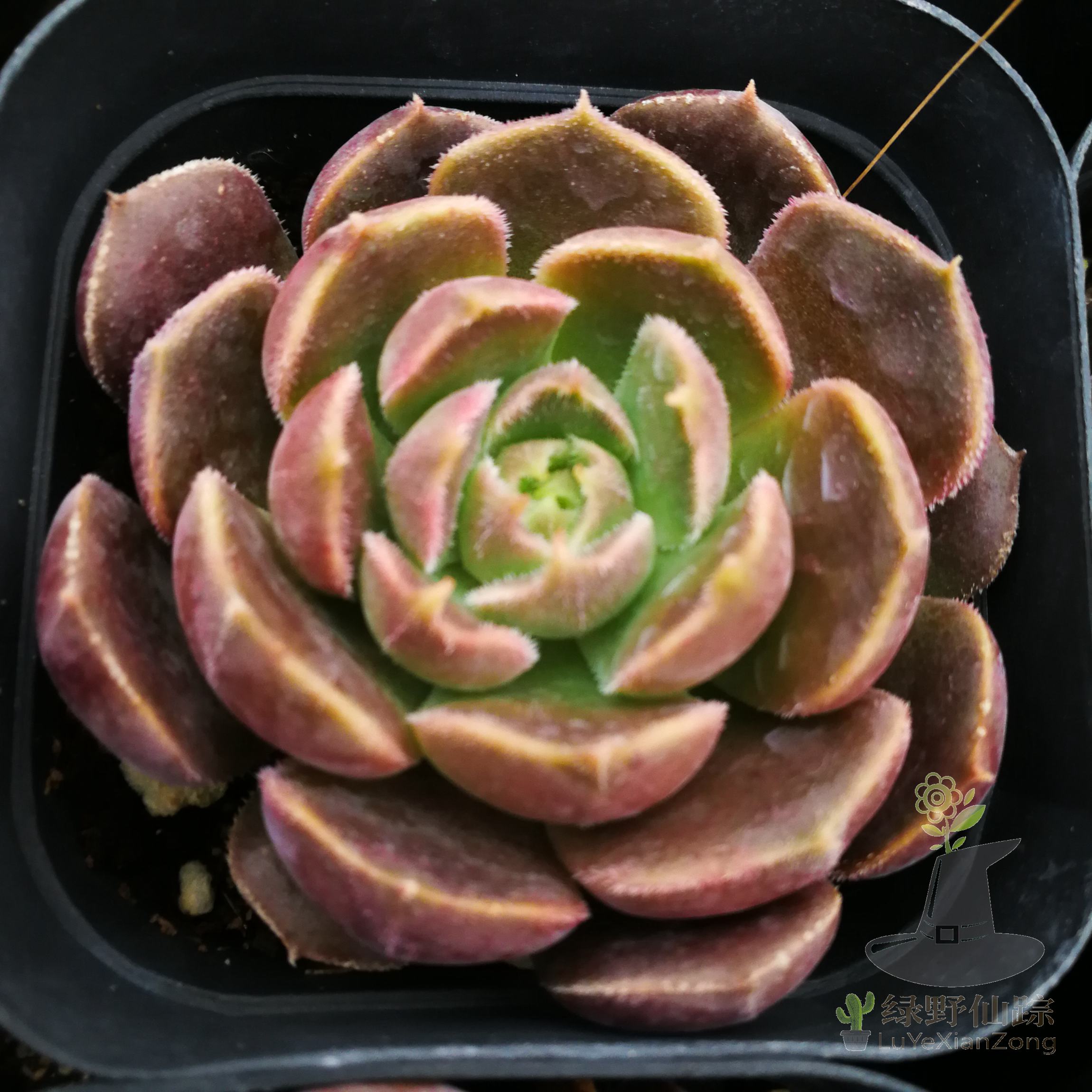 棕玫瑰绿野仙踪多肉植物春季秋季冬季阳台庭院家庭办公绿植园艺
