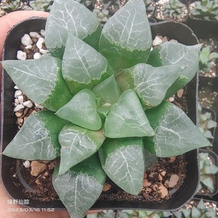 10㎝木叶克里克特多肉植物绿野仙踪冬春季秋季冬季阳台家庭绿植