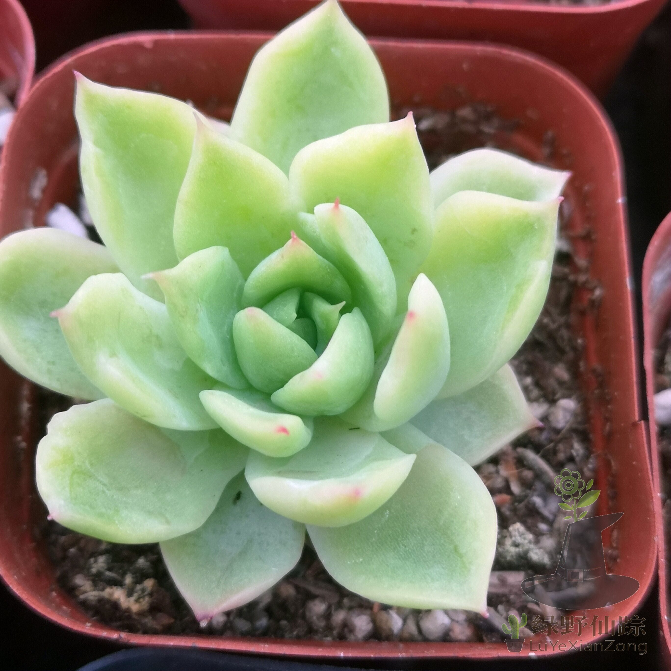 女巫 绿野仙踪多肉植物秋季冬季阳台庭院办公庭院园艺绿植杂交