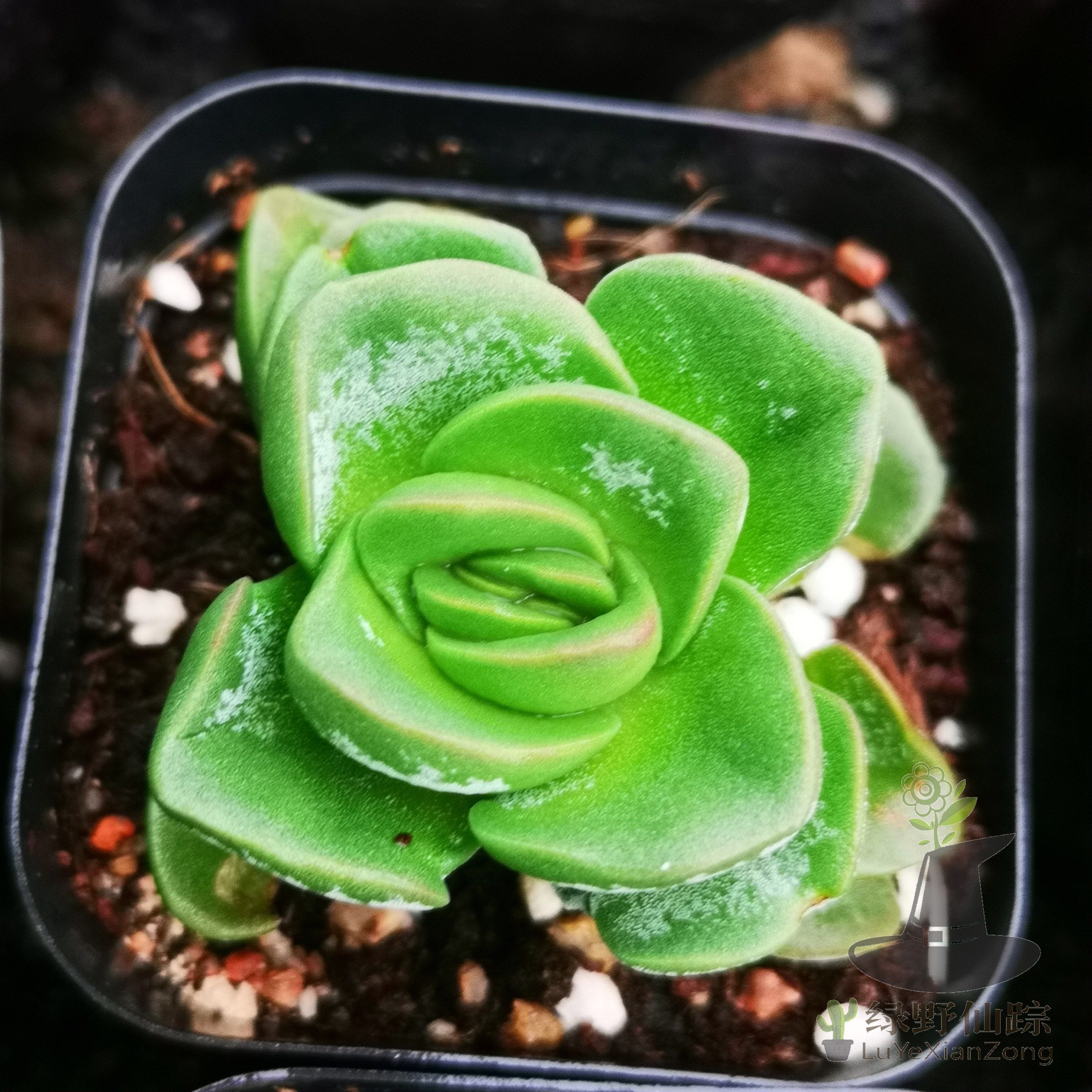 q丛珊瑚 绿野仙踪多肉植物秋季冬季阳台庭院桌面绿植清新