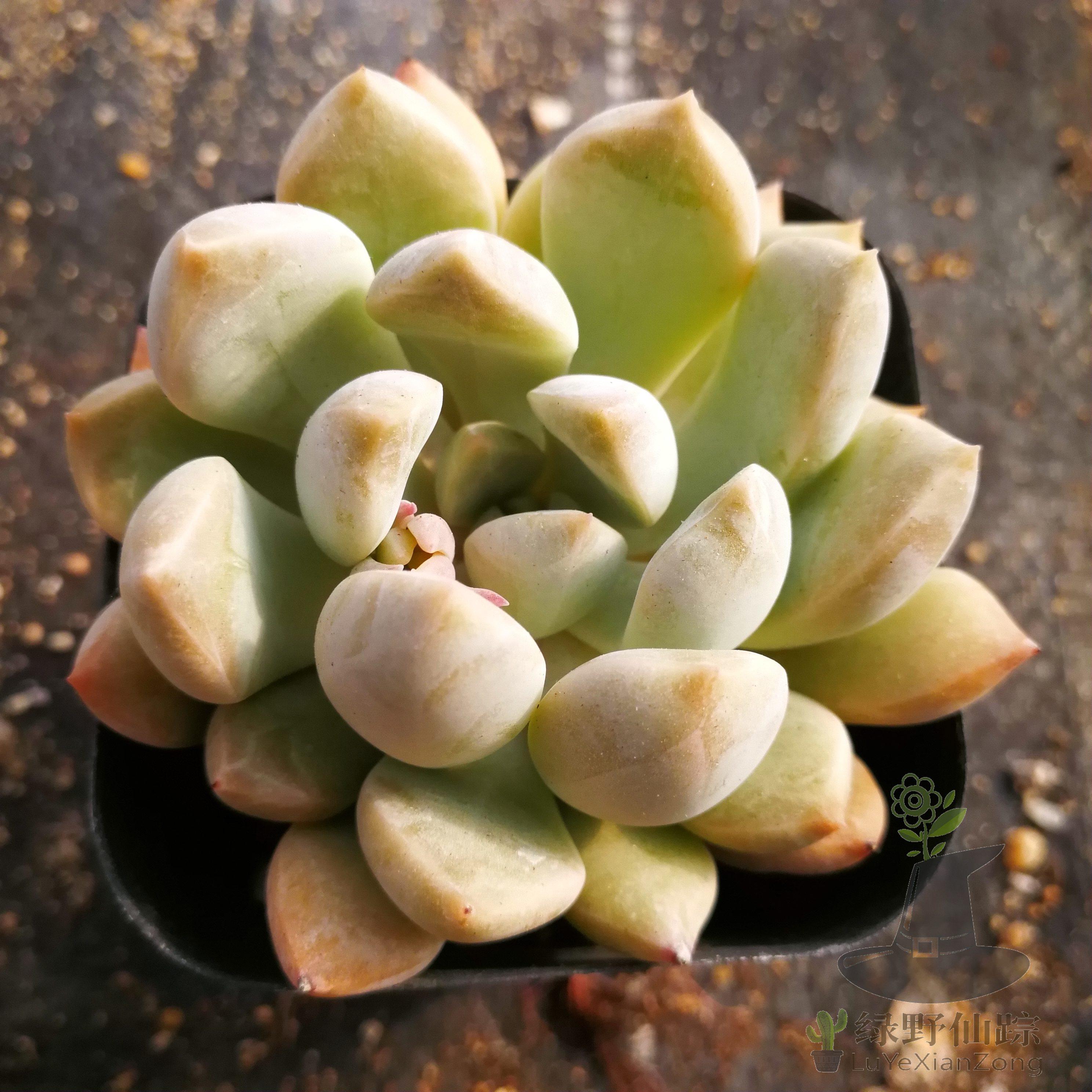 鹅卵石绿野仙踪多肉植物春季秋季冬季阳台庭院家庭办公绿植园艺,鲜花速递/花卉仿真/绿植园艺,多肉植物,淘宝优惠券,粉丝福利购,淘宝优惠卷