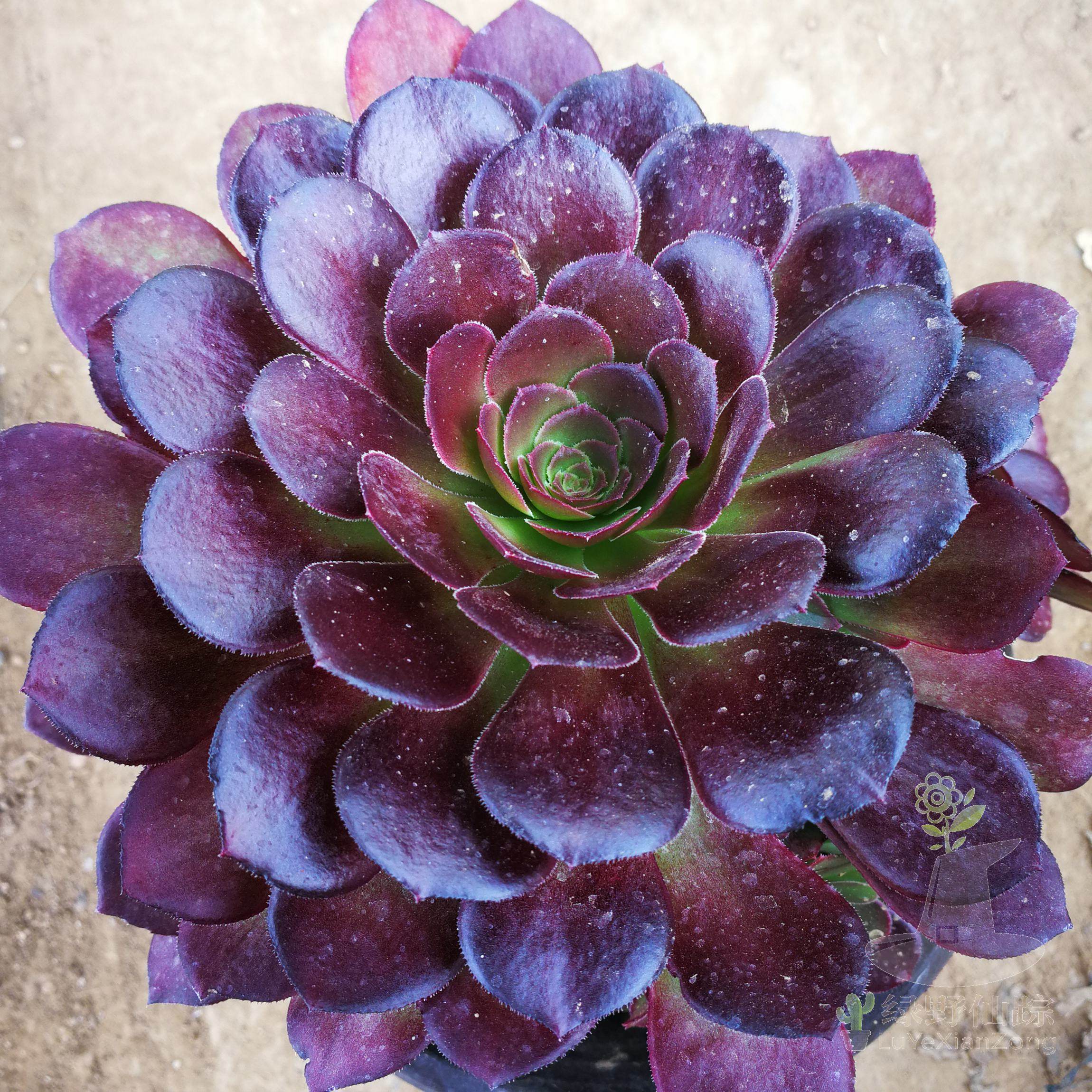 荷兰玫瑰法师绿野仙踪多肉植物秋季冬季阳台庭院家庭办公园艺绿植