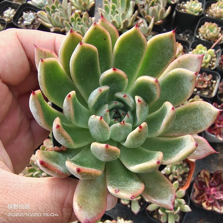 苦艾酒绿野仙踪都有植物春季秋季冬季阳台庭院家庭办公园艺绿植,鲜花速递/花卉仿真/绿植园艺,多肉植物,淘宝优惠券,粉丝福利购,淘宝优惠卷