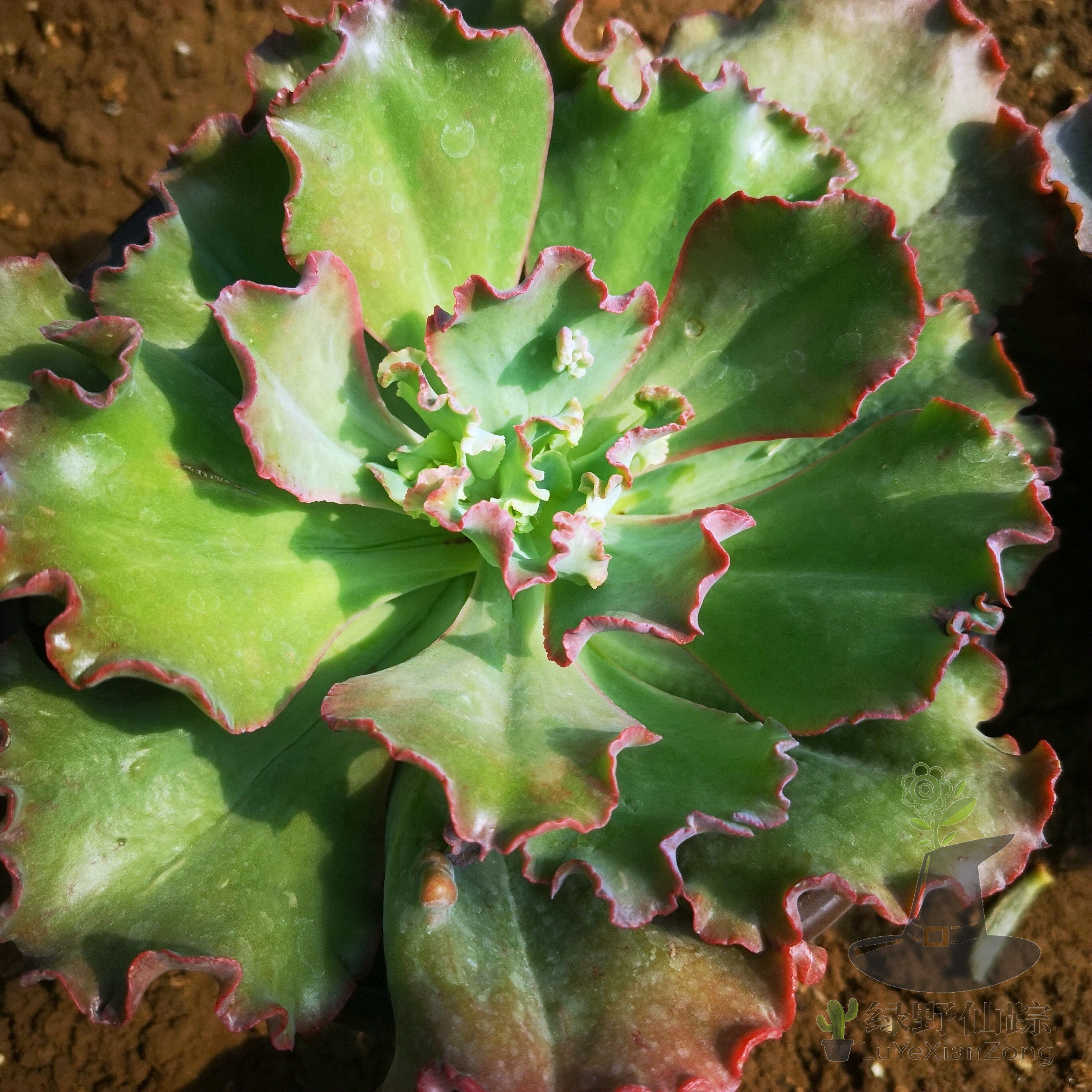 嘉年华绿野仙踪多肉植物秋季冬季阳台庭院对版绿植清新