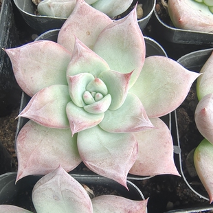 布兰迪绿野仙踪多肉植物春季秋季冬季阳台庭院家庭办公园艺绿植新