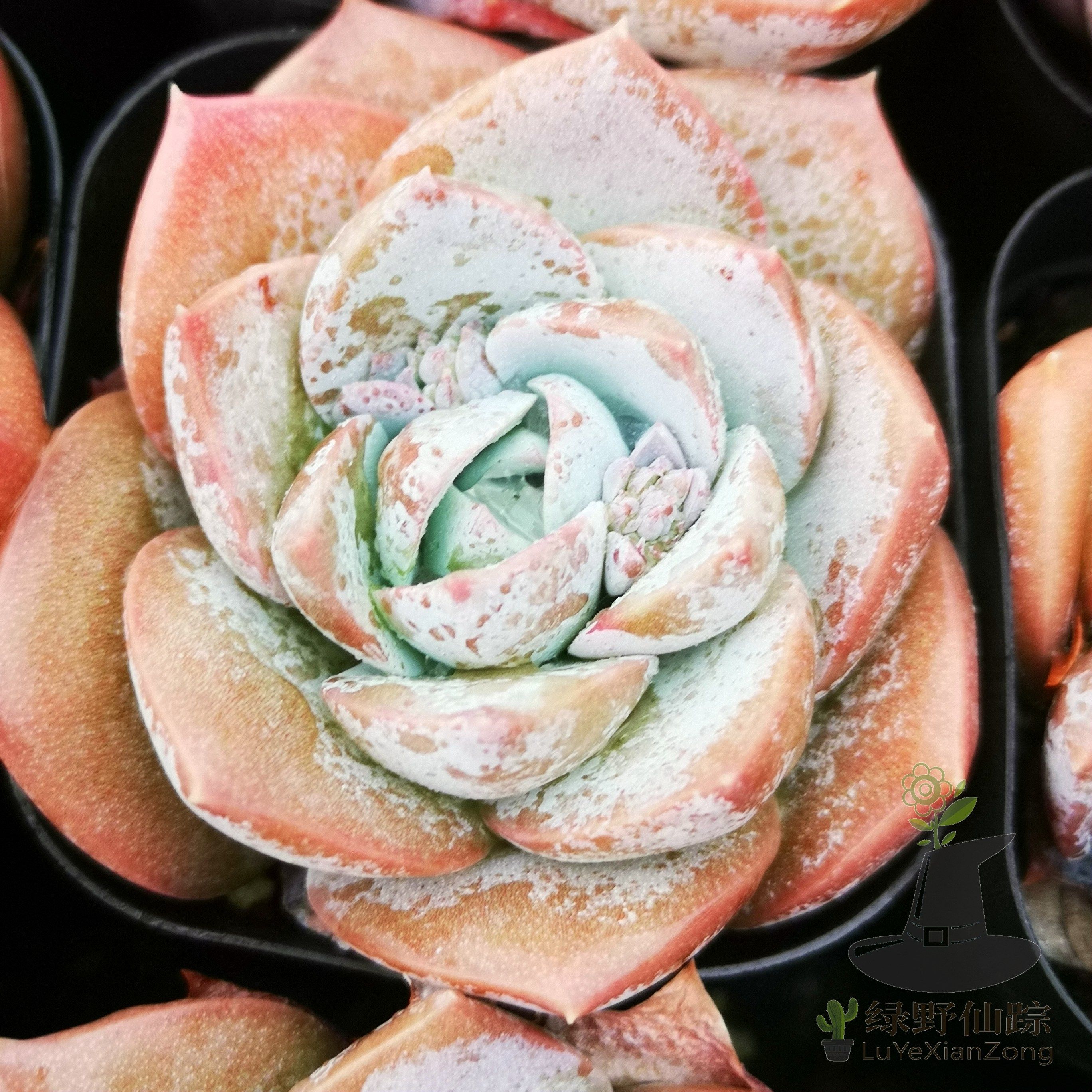 木樨甜心景天 绿野仙踪多肉植物秋季冬季阳台庭院园艺清新