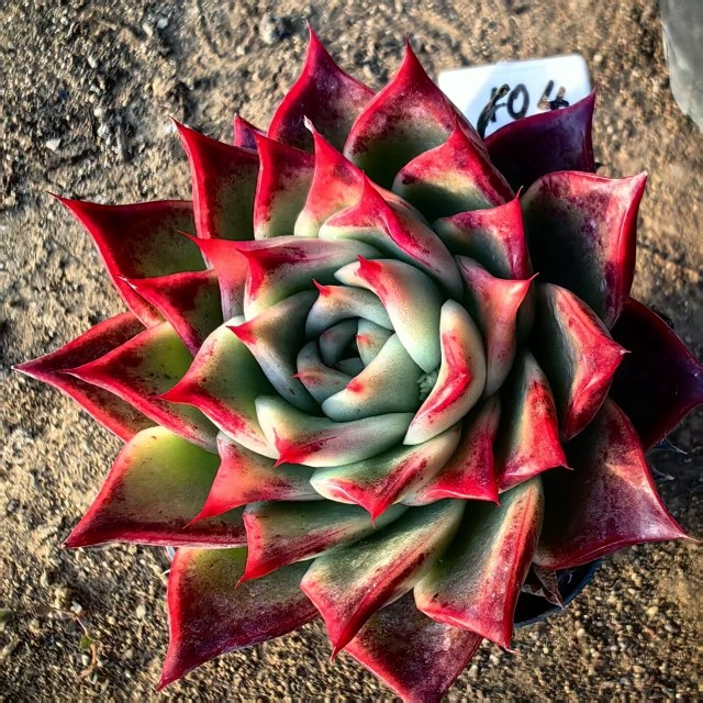 一物一拍20260102更新,鲜花速递/花卉仿真/绿植园艺,多肉植物,淘宝优惠券,粉丝福利购,淘宝优惠卷