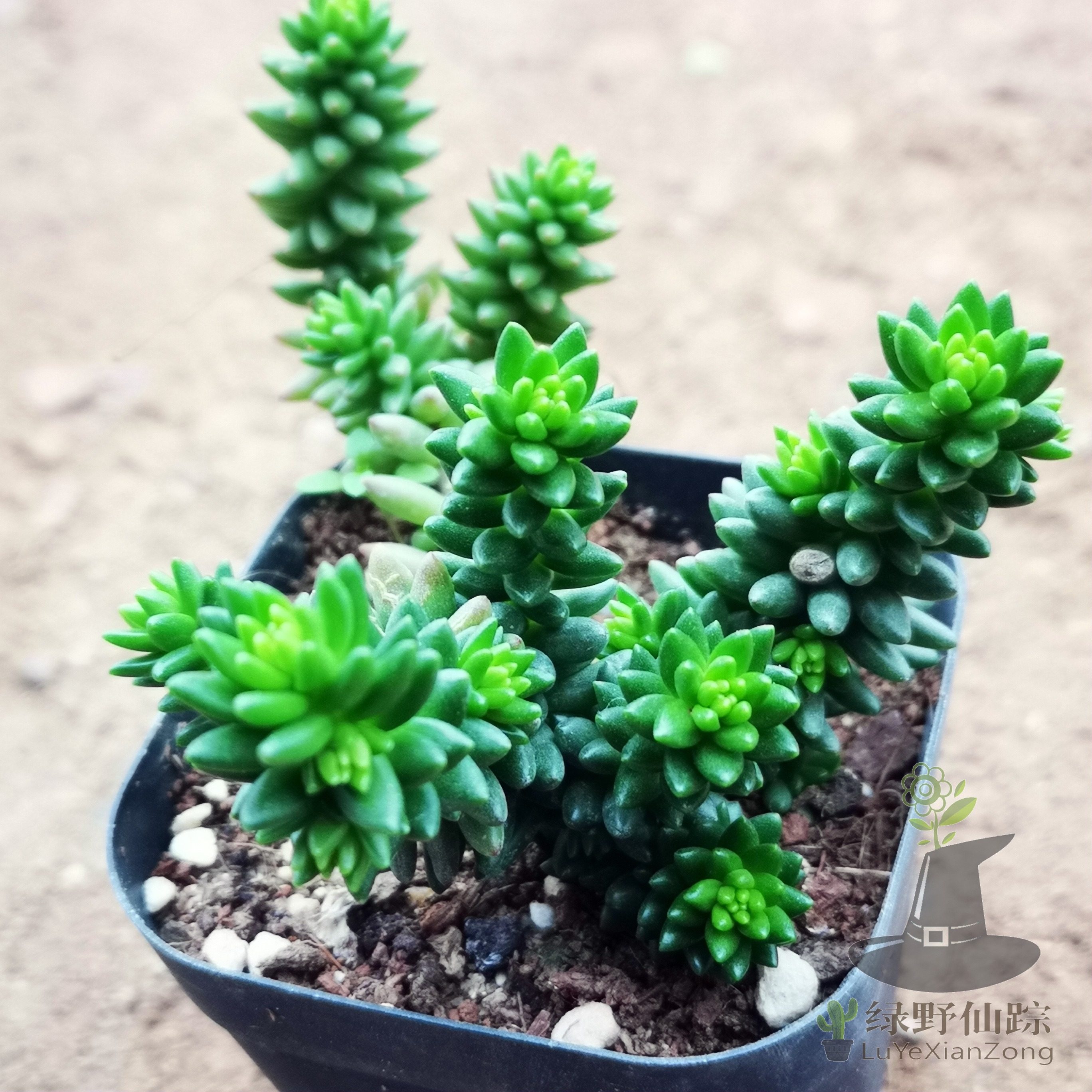 白花小松景天科景天属拼盘配景神器绿野仙踪多肉植物