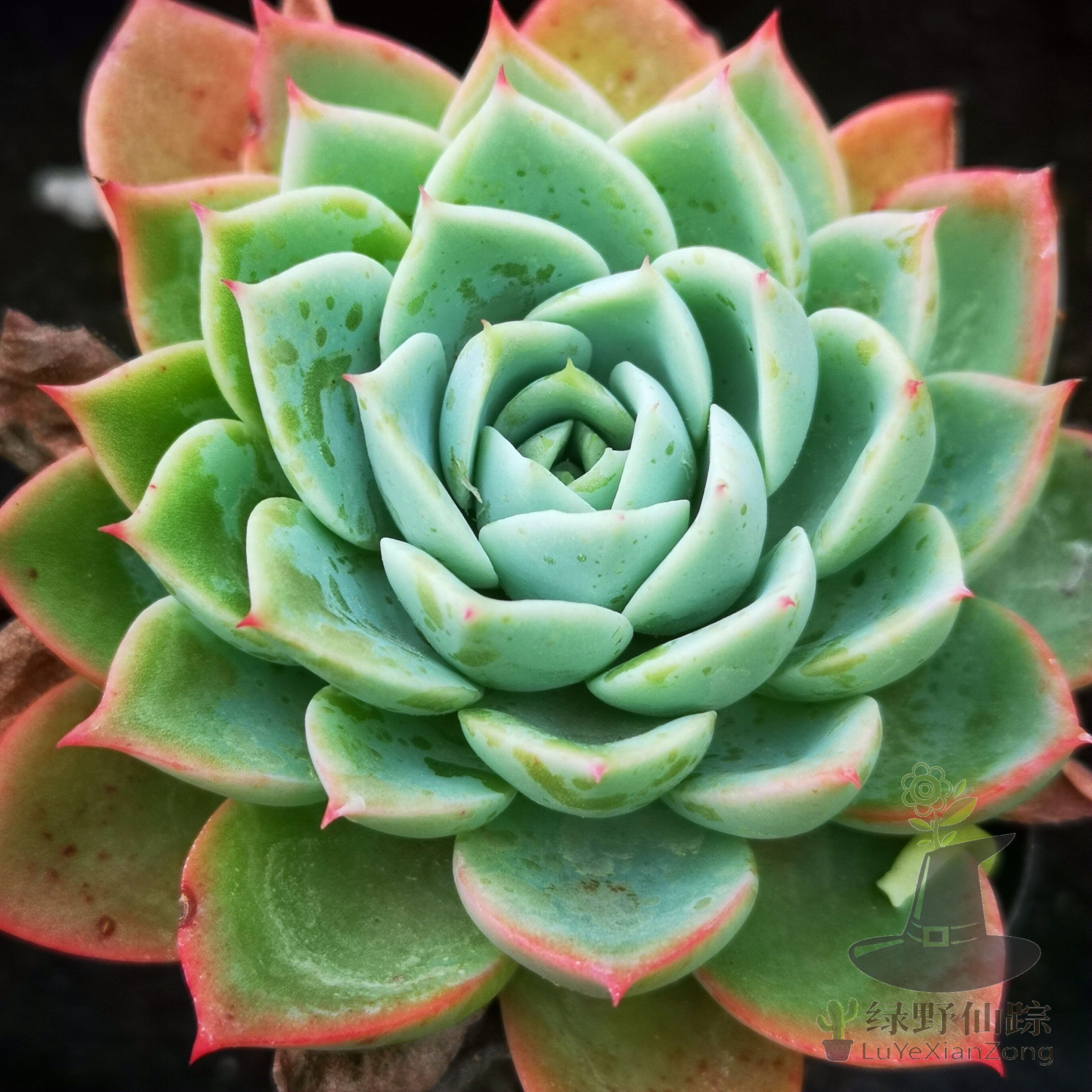 三色堇绿野仙踪多肉植物秋季冬季阳台庭院园艺家庭办公清新