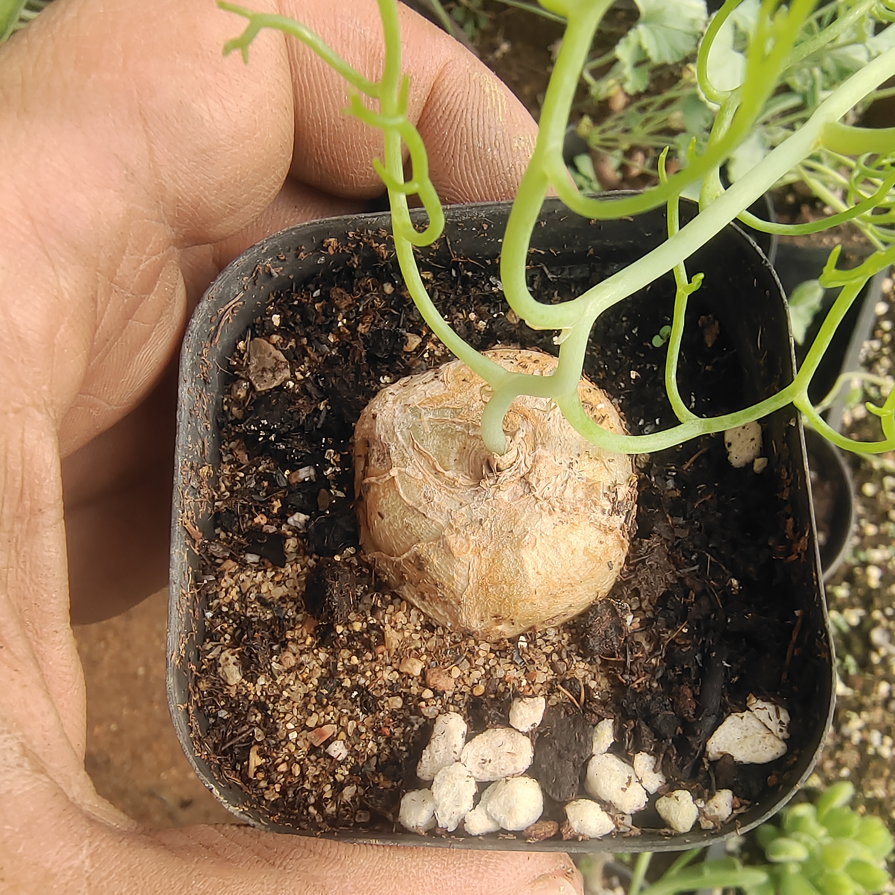 鹿角仓鹿角苍角殿绿野仙踪多肉植物奇趣多肉春季秋季阳台园艺绿植