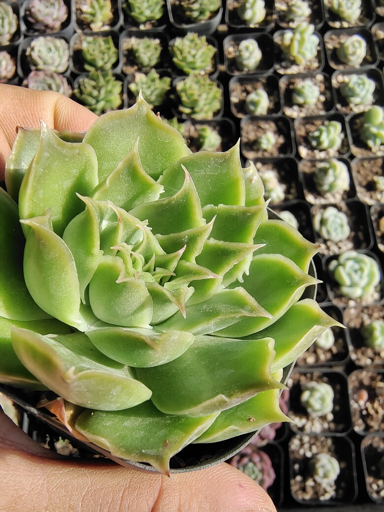 翠翠鸟绿野仙踪多肉植物独家自杂蓝丝绒杂交玉杯新品冰边皱边翠绿