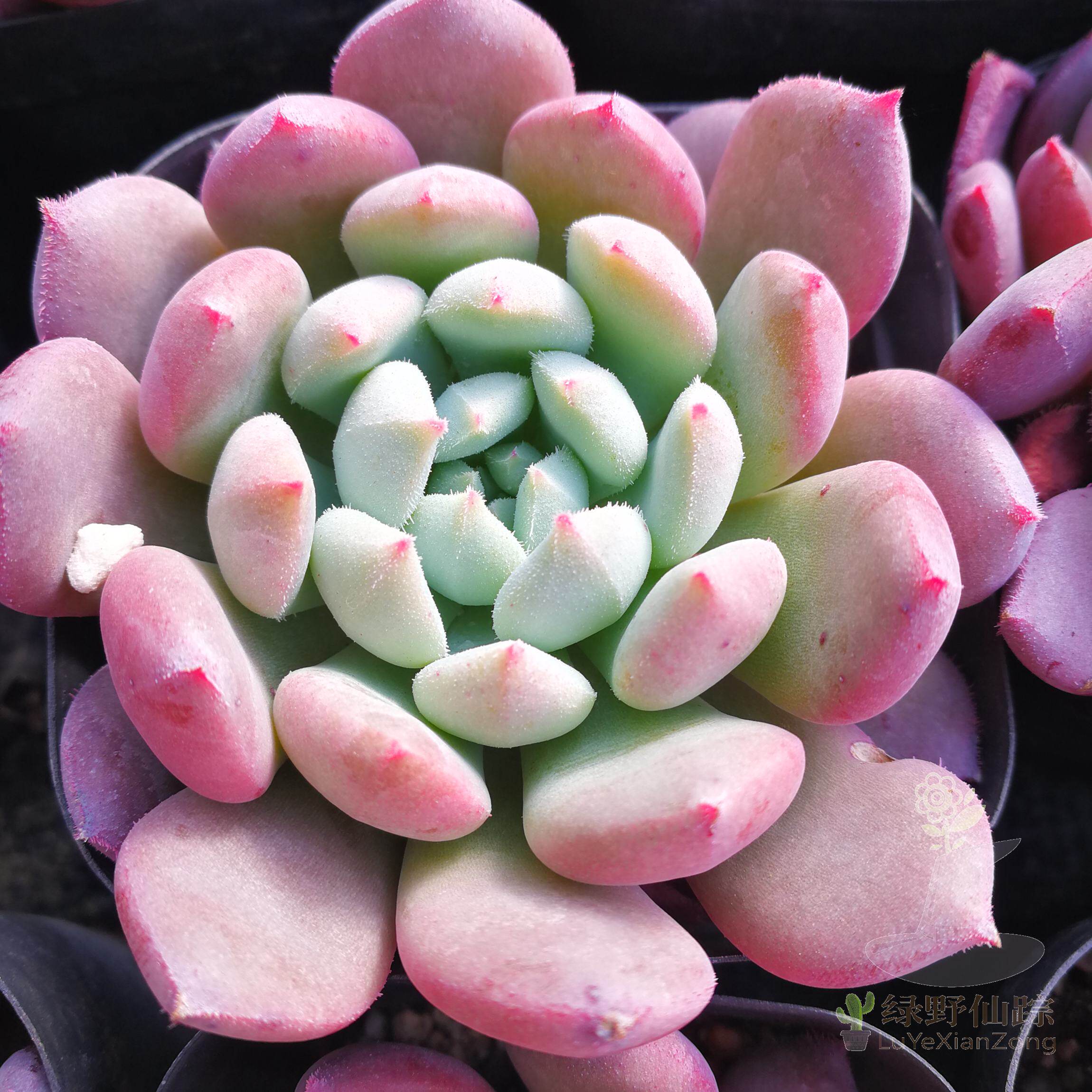 姬小光 绿野仙踪多肉植物秋季冬季阳台庭院桌面绿植清新