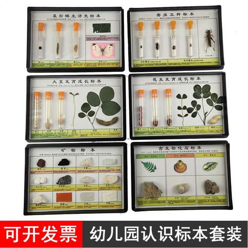 蒙式教育动植物标本昆虫发育成长