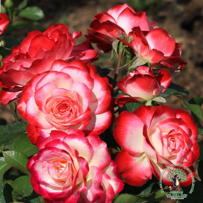 小鼹鼠园艺家摩纳哥王子月季花苗红白复色灌木开花机器