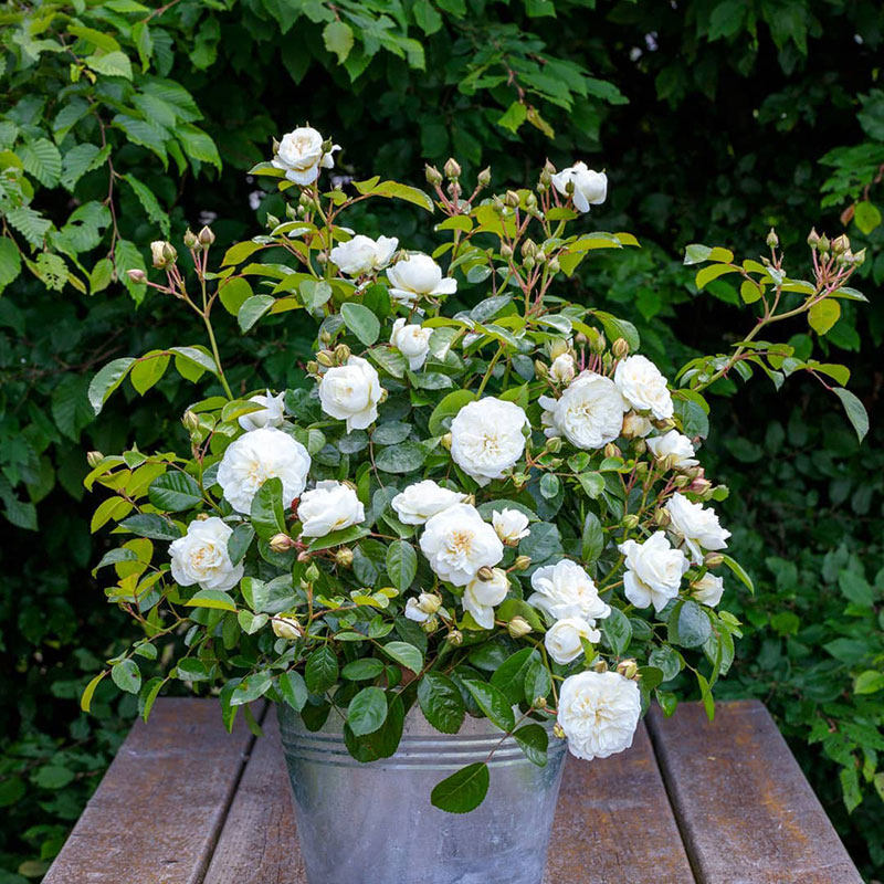 小鼹鼠园艺家白色马卡龙月季花苗紧凑多头勤花阳台盆栽首选,鲜花速递/花卉仿真/绿植园艺,月季/蔷薇/玫瑰,淘宝优惠券,粉丝福利购,淘宝优惠卷