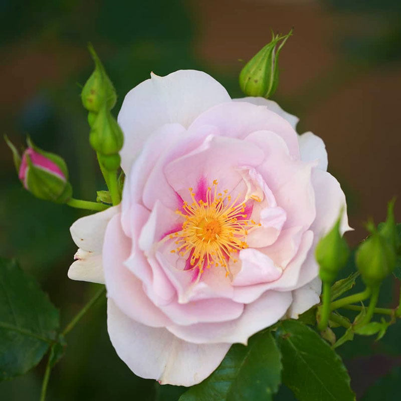 【小鼹鼠秋冬裸根月季】一见钟情丰花半重瓣美人尖