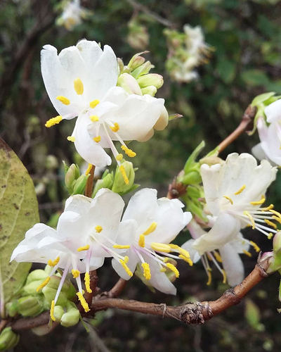 郁香忍冬浓香早春开花清新淡雅