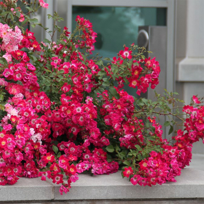 小鼹鼠园艺家地被月季花苗樱桃地毯开花机器低维护景观系列