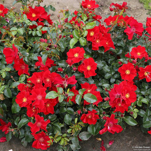 小鼹鼠园艺家ADR月季花苗红堡耐热抗病地被正红大花单瓣勤花