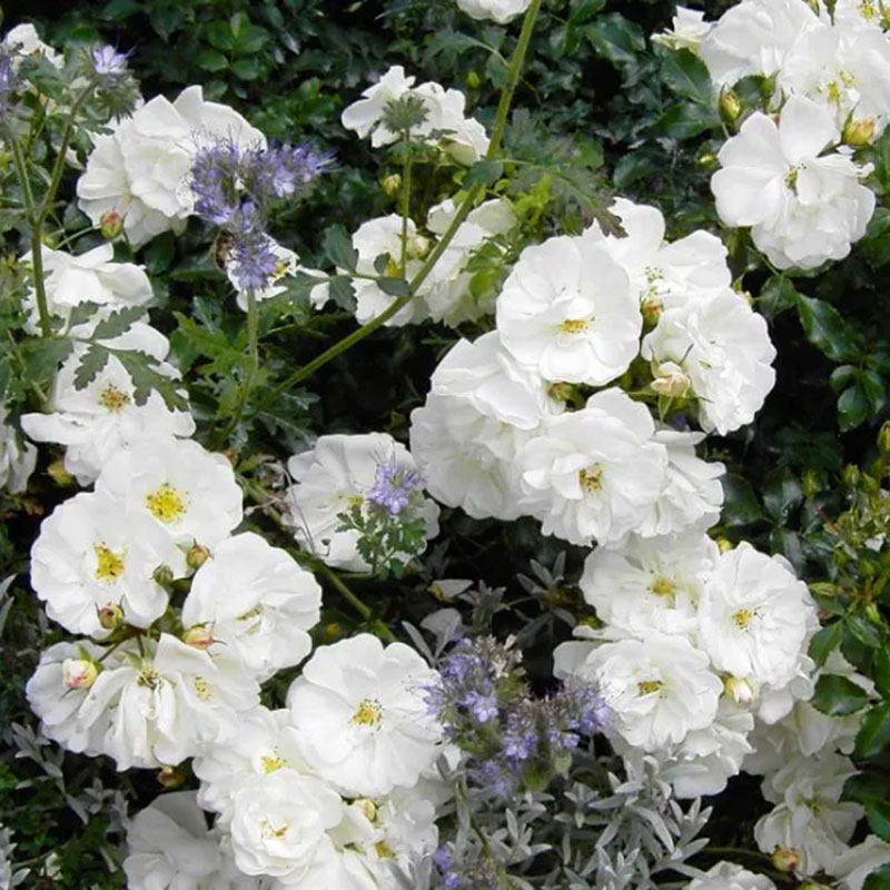 小鼹鼠园艺家新品科德斯ADR钻石玫瑰白色地被地毯月季紧凑勤花,鲜花速递/花卉仿真/绿植园艺,月季/蔷薇/玫瑰,淘宝优惠券,粉丝福利购,淘宝优惠卷