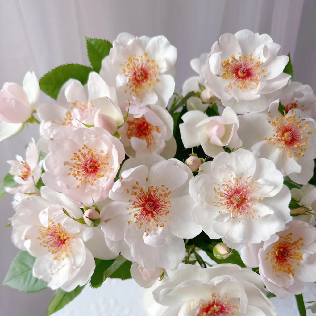 小鼹鼠园艺家杰奎琳杜普蕾月季花苗小仙女多季节开花阳台庭院玫瑰