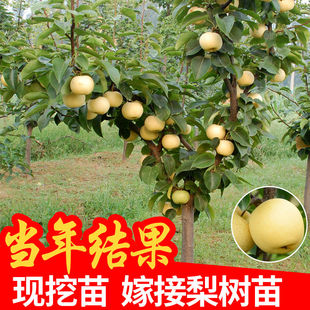 梨树果苗嫁接秋月梨苗当年结果新品种翠冠砀山皇冠梨子活苗梨树苖