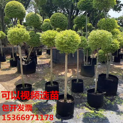 花镜植物川滇蜡树亮金女贞蓝冰柏棒棒糖系列庭院造型盆栽观叶植物 鲜花速递/花卉仿真/绿植园艺 造型盆景 原图主图