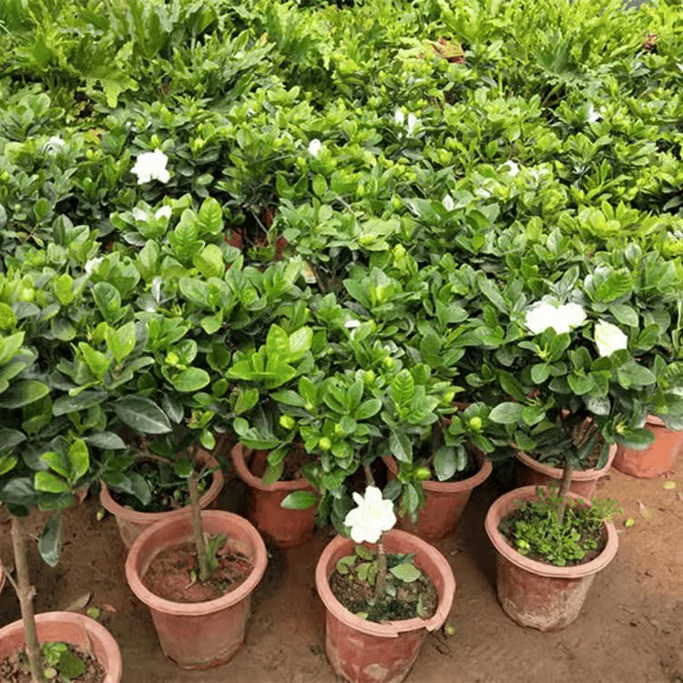 独杆栀子花四季开花大叶牡丹室内花卉盆栽植物浓香型客厅阳台花苞