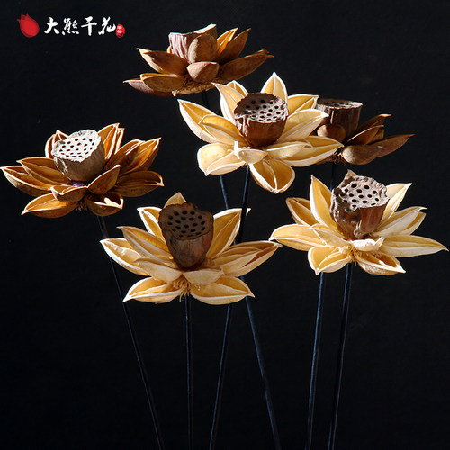 木莲花干花价格 木莲花干花图片 星期三 木莲花干花价格 木莲花干花图片 星期三