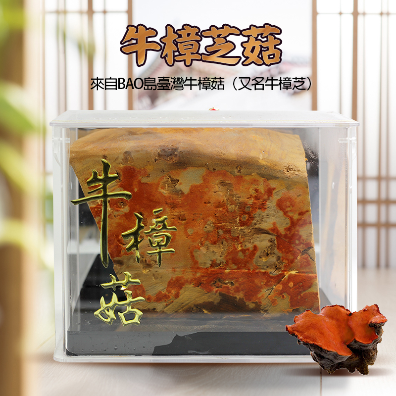 正品台湾牛樟芝菇牛樟椴木出实体