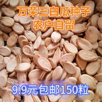现货农户自留150粒白瓜籽山西万荣三白瓜种子白西瓜种籽白皮西瓜