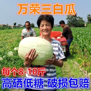 7月5日发货包邮单个装8-10斤山西万荣特产三白瓜白皮瓜白瓤瓜