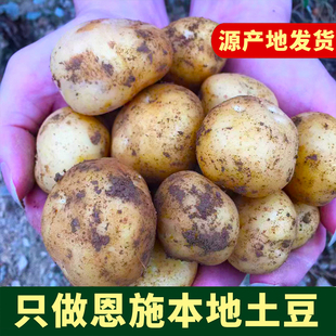 恩施高山小土豆新鲜现挖黄皮黄心小洋芋马尔科老品种源产地直发