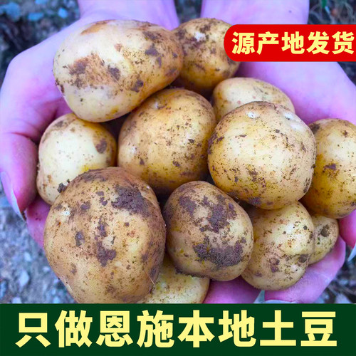 恩施高山小土豆新鲜现挖黄皮黄心小洋芋马尔科老品种源产地直发