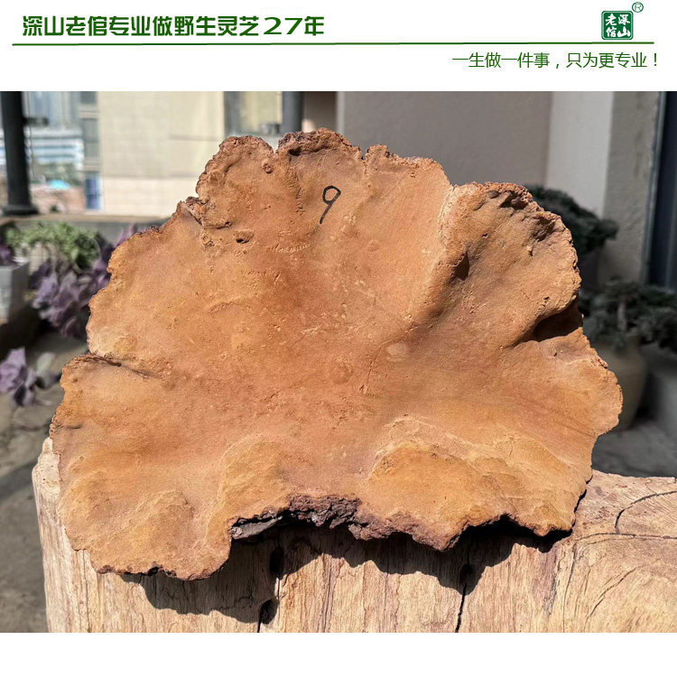 双皇冠信誉正宗天然野生黄芝松针层孔菌松树桑黄灵芝9号重2斤包邮