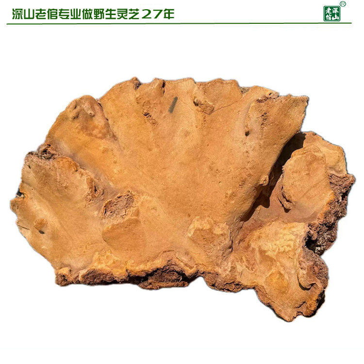 双皇冠17年老店野生松针层孔菌松树桑黄 黄芝1号重3.4斤全干包邮